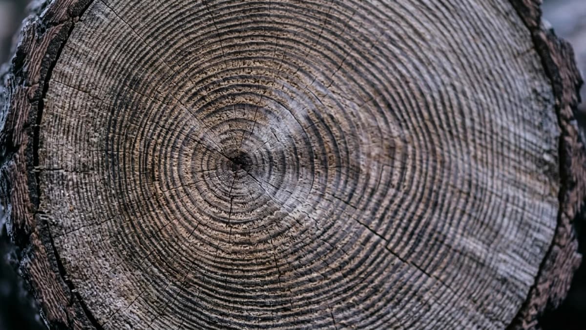 Concentric growth rings across the cut face of a tree trunk