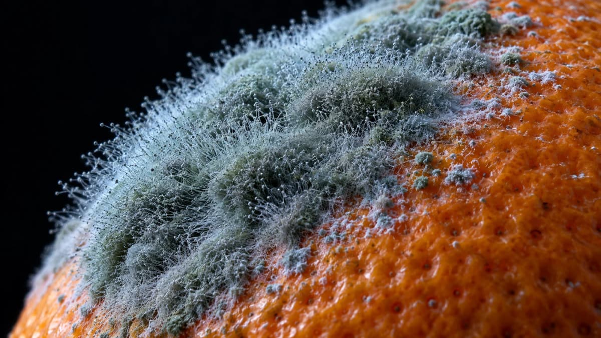Extreme close-up of a grey-green mould colony with fine fuzzy filaments growing on the peel of an orange, cold side light against a black background